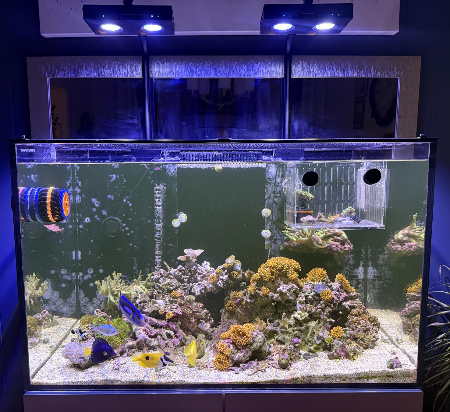 Reef Lighting - Lampe LED pour aquarium haute puissance