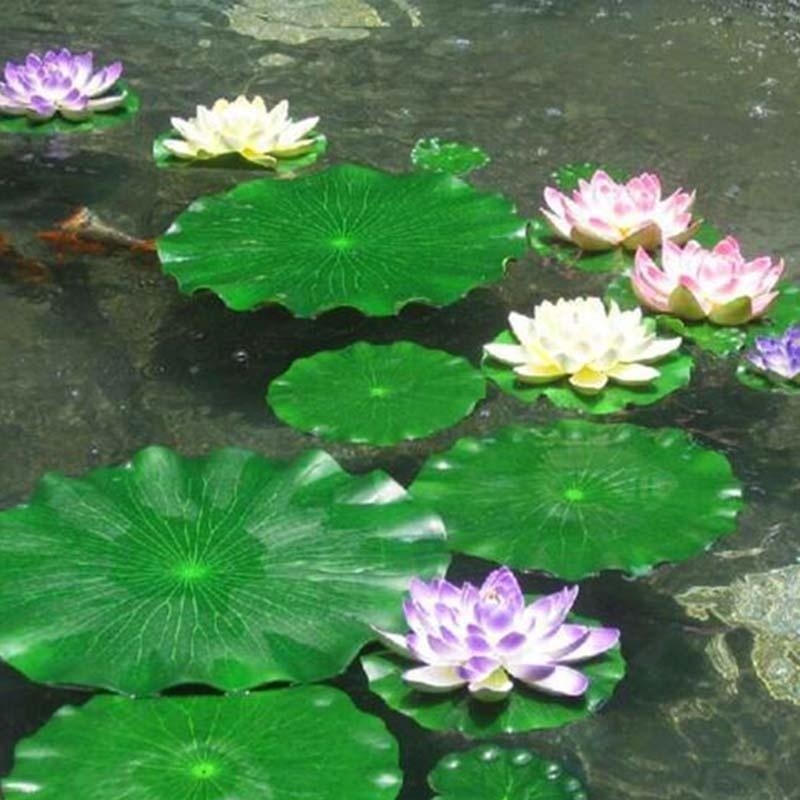 Nouvelles feuilles de lotus ar - Ocean Aquarium avis et prix