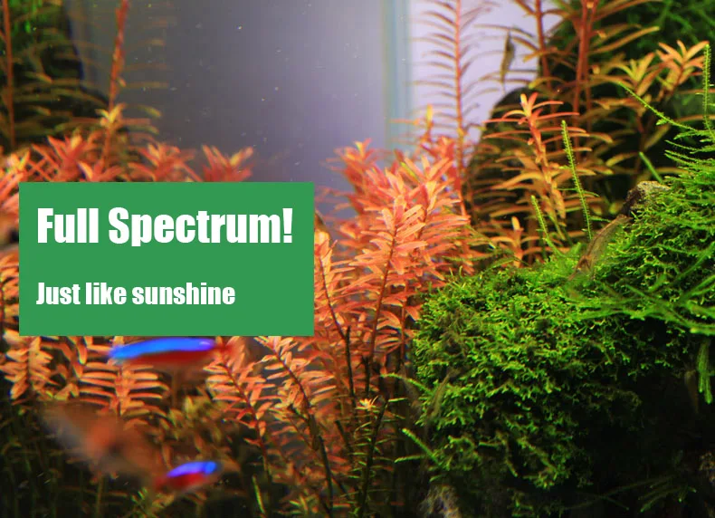 Chihiros série C ADA Style pla - Aquarium Marine Lights avis et prix